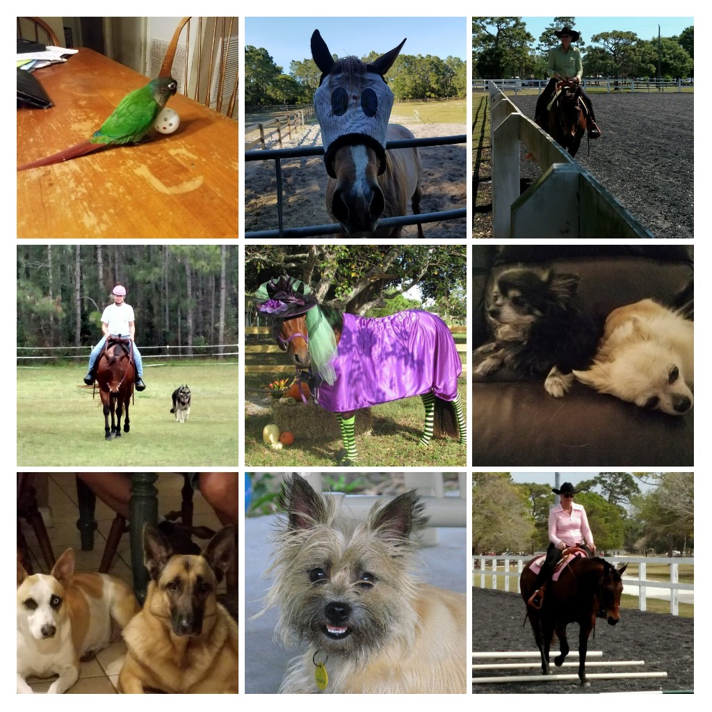 A grid of nine photos, in 3 rows and 3 columns. The top row, from left to right: a green and red bird is on a table and appears to be playing with a white ball with holes in it; a brown a white horse is standing behind a metal gate with its head pushed over the gate and very close to the camera, and is waring a fly mask; a woman is riding a dark brown horse inside a fenced arena. Middle row, left to right: a person wearing a white shirt and jeans is riding a brown horse across grass, and a dog is walking along behind them; a brown horse is wearing a purple blanket that looks like a dress, a black hat with purple flowers and a green veil, and green and black striped socks, looking very much like a Halloween witch; two small dogs, one black and white, and the other a light golden color, and resting on a black chair. Bottom row, left to right: two dogs, a brown and white dog with one blue eye and one dark eye, and a brown dog with a black muzzle, look up from where they are laying on the floor; a very cute tiny brown and white terrier-looking dog smiles at the camera; a woman wearing a pink shirt, dark pants, and a dark cowboy hat is riding a dark brown horse.