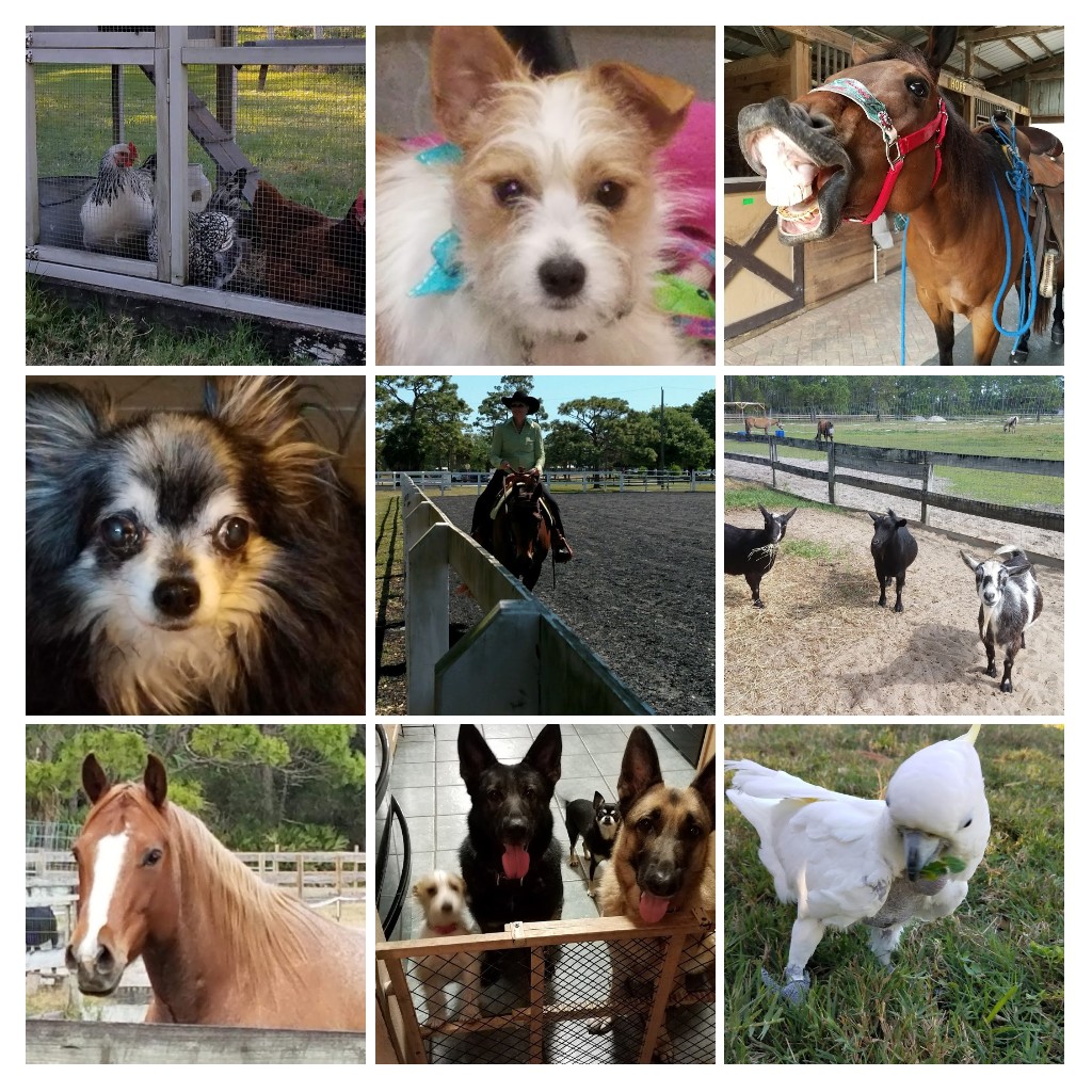 A grid of nine photos of a variety of farm animals. Top row, left to right: a group of chickens in a chicken coop; a small brown and shite dog wearing a blue bow; a brown horse wearing a saddle and bridle has it's top lip lifted very high and exposing it's teeth, and appears to be laughing. Middle row, left to right: a small black, white, and grey dog with fluffy ears; a woman on a horse in a fended-in riding arena; three small goats (2 black, and one white and grey). The bottom row, left to right: a brown and white horse; two large dogs that resemble German Shepherds and two small dogs peer up at the camera from behind a low baby gate; a white bird is on the grass with a leaf in its mouth.
